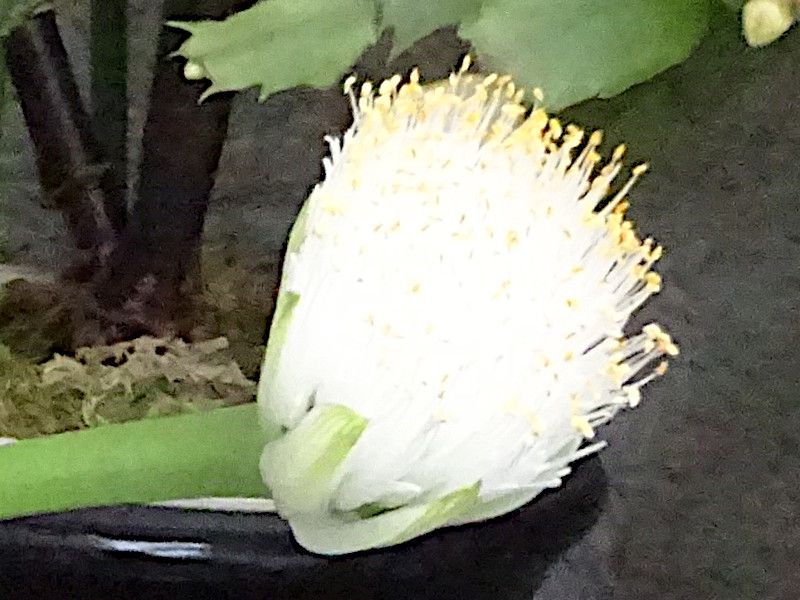 �}���n�P�I���g�i�����і��N�A�w���FHaemanthus albiflors�j